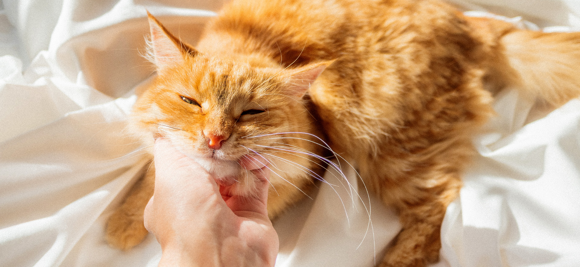 porque se caen los bigotes de los gatos